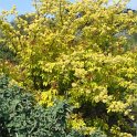 Sambucus racemosa 'Plumosa Aurea' P18 P22